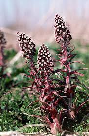 Attēlu rezultāti vaicājumam “Petasites hybridus”