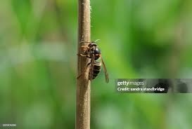 Attēlu rezultāti vaicājumam “Dolichovespula media”