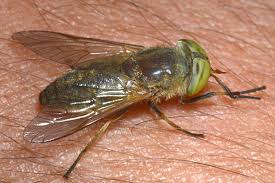 Attēlu rezultāti vaicājumam “Atylotus sp.”