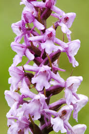 Attēlu rezultāti vaicājumam “Gymnadenia conopsea”