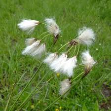 Attēlu rezultāti vaicājumam “Eriophorum latifolium flower”