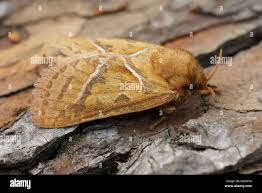 Attēlu rezultāti vaicājumam “Hepialus sylvina female”