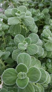 Image result for Oregano