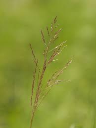 Attēlu rezultāti vaicājumam “Schistidium robustum sporophyte”