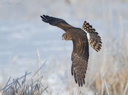 Image result for Bank Top Harriers Arlfc