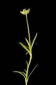 Attēlu rezultāti vaicājumam “Sagina procumbens leaf”