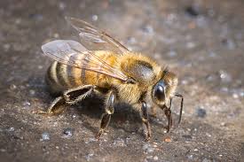 Attēlu rezultāti vaicājumam “Apis mellifera”