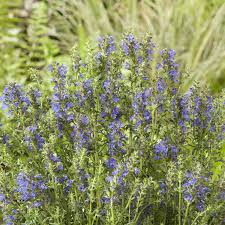 Image result for Ysop