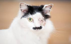 Image result for kitler