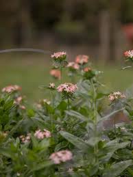 Image result for Lychnis chalcedonica `Dusky Salmon`