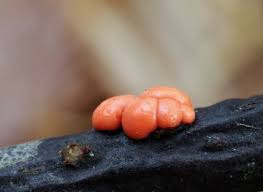 Attēlu rezultāti vaicājumam “Trachyspora intrusa”