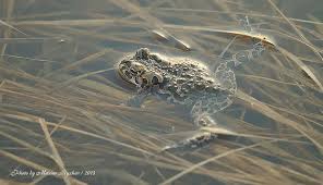 Attēlu rezultāti vaicājumam “Pseudepidalea viridis”