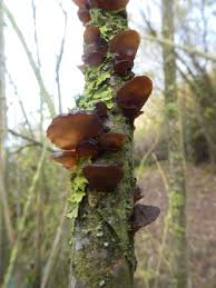 Attēlu rezultāti vaicājumam “Exidia recisa”