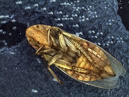 Attēlu rezultāti vaicājumam “Cicadellidae”