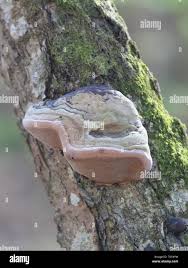 Attēlu rezultāti vaicājumam “Phellinus alni”