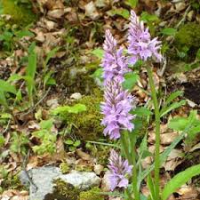 Attēlu rezultāti vaicājumam “Dactylorhiza fuchsii bud”