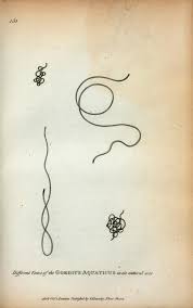 Attēlu rezultāti vaicājumam “Gordius aquaticus”