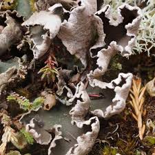 Attēlu rezultāti vaicājumam “Peltigera malacea”