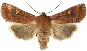 Attēlu rezultāti vaicājumam “Eupsilia transversa”