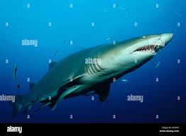 Image result for Carcharias taurus