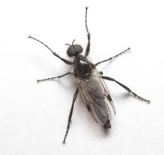 Attēlu rezultāti vaicājumam “Bibionidae”