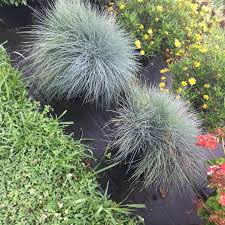 Attēlu rezultāti vaicājumam “Festuca altissima flower”