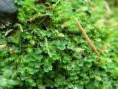 Attēlu rezultāti vaicājumam “Blasia pusilla”