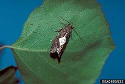 Attēlu rezultāti vaicājumam “Epinotia trigonella”