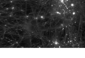 Attēlu rezultāti vaicājumam “Physarum notabile macro”