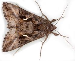 Attēlu rezultāti vaicājumam “Autographa gamma”