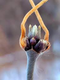 Attēlu rezultāti vaicājumam “Acer negundo bud”