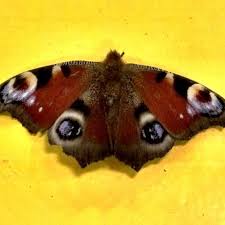 Attēlu rezultāti vaicājumam “Inachis io”