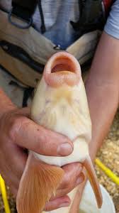 Image result for Catostomus commersonii