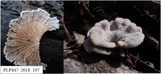 Attēlu rezultāti vaicājumam “Schizophyllum commune”