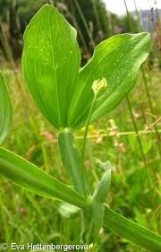 Attēlu rezultāti vaicājumam “Lathyrus latifolius bud”