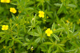 Image result for Potentilla tormentilla
