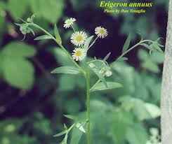 Attēlu rezultāti vaicājumam “Erigeron annuus flower”