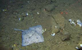 Image result for Amblyraja hyperborea