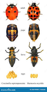 Attēlu rezultāti vaicājumam “Coccinella septempunctata larva”