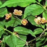 Attēlu rezultāti vaicājumam “Euonymus verrucosus”