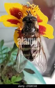 Attēlu rezultāti vaicājumam “Didea alneti”