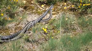 Attēlu rezultāti vaicājumam “Vipera berus”