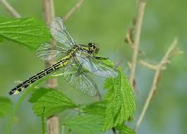 Attēlu rezultāti vaicājumam “Gomphus vulgatissimus”
