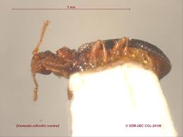 Attēlu rezultāti vaicājumam “Dienerella elongata”