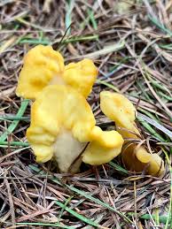 Attēlu rezultāti vaicājumam “Spathularia flavida”