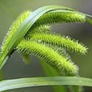 Attēlu rezultāti vaicājumam “Carex pseudocyperus female flower”