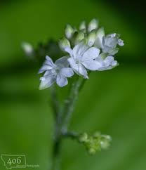 Attēlu rezultāti vaicājumam “Circaea alpina flower”