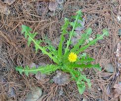 Attēlu rezultāti vaicājumam “Taraxacum officinale aggr. leaf”