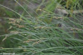 Attēlu rezultāti vaicājumam “Carex hartmanii”