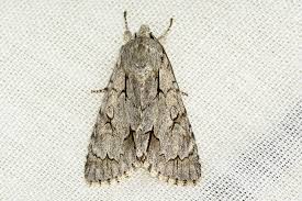 Attēlu rezultāti vaicājumam “Acronicta cuspis”